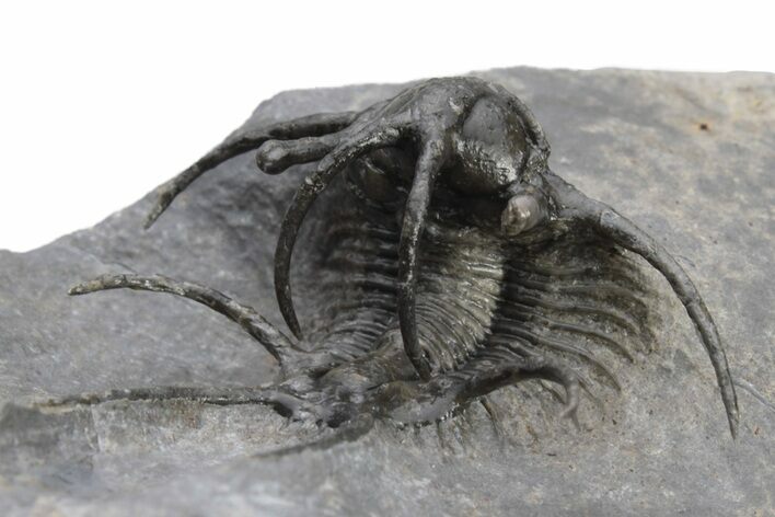 Spiny Ceratarges Trilobite - Zireg, Morocco #226127